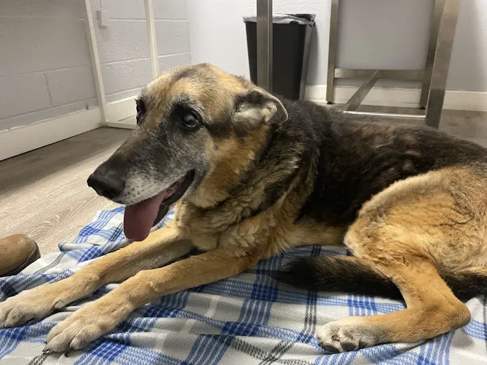 Sun City West Animal Hospital Picture 5
