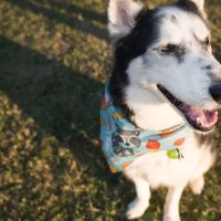 Urgent Petcare ico