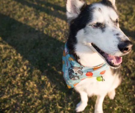 Urgent Petcare