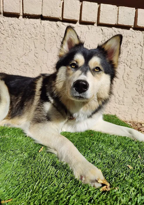 Urgent Petcare Picture 2