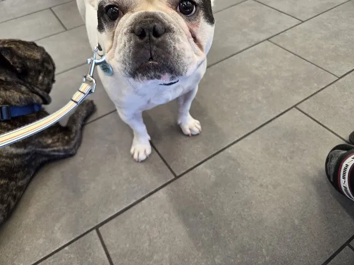 Bell Parkway Veterinary Hospital Picture 4