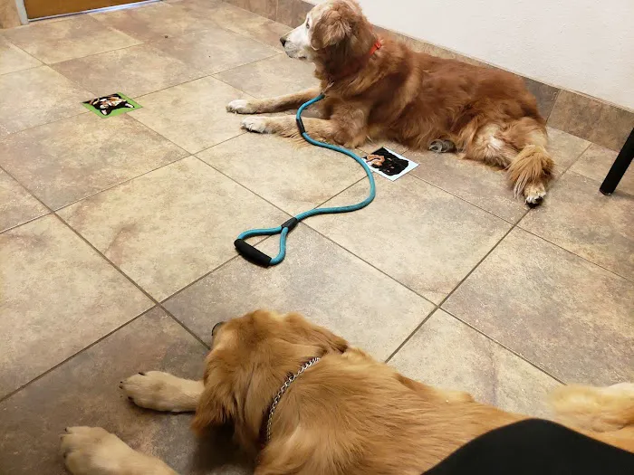 Lovet Pet Health Care - Fletcher Heights Picture 1