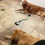 Lovet Pet Health Care - Fletcher Heights