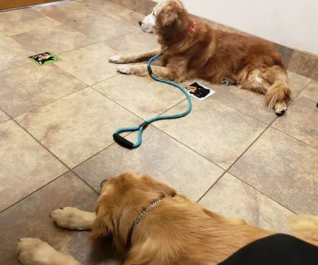 Lovet Pet Health Care - Fletcher Heights