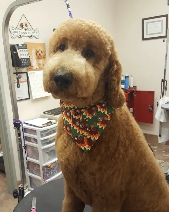 Lovet Pet Health Care - Fletcher Heights Picture 10
