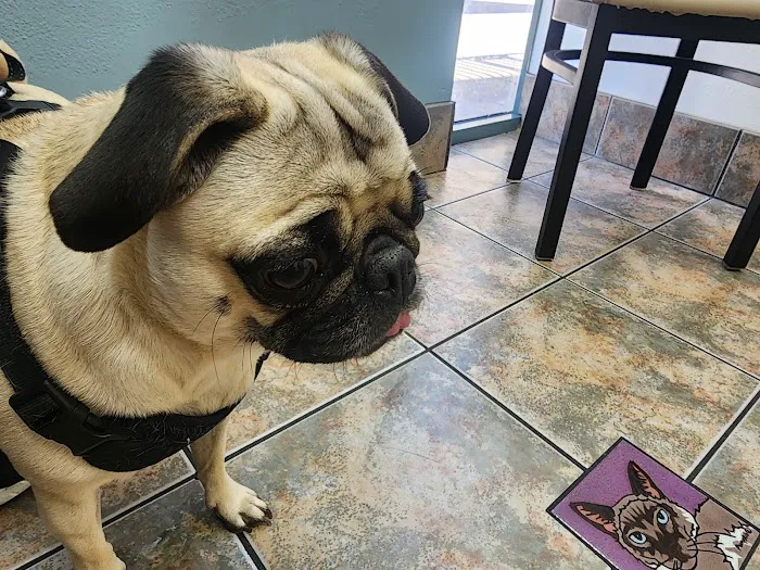Lovet Pet Health Care - Arrowhead Ranch Picture 3
