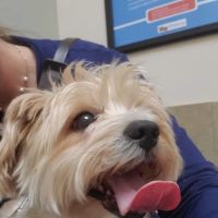 Lovet Pet Health Care - Arrowhead Ranch ico
