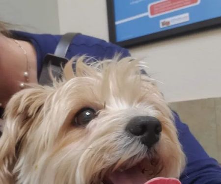 Lovet Pet Health Care - Arrowhead Ranch