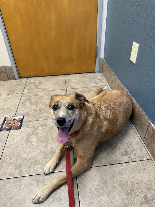 Lovet Pet Health Care - Arrowhead Ranch Picture 5
