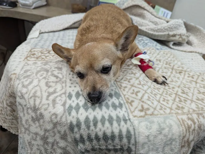Lovet Pet Health Care - Arrowhead Ranch Picture 9