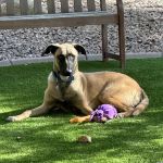 PetVet Vaccination Clinic