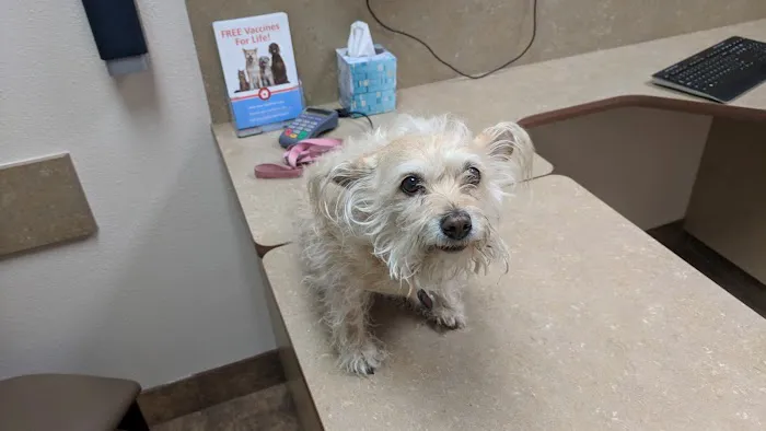 Lovet Pet Health Care - White Tanks Picture 4