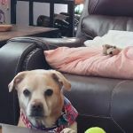 Lovet Pet Health Care - White Tanks