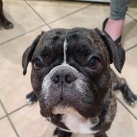 Chandler Small Animal Clinic ico