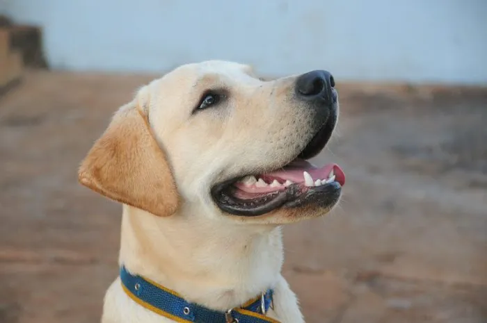 Chandler Small Animal Clinic Picture 9