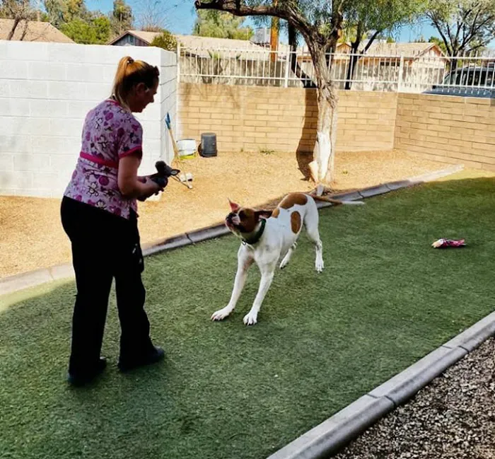 Chandler Small Animal Clinic Picture 7