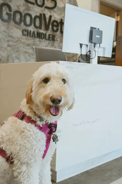 GoodVets Chandler Picture 7