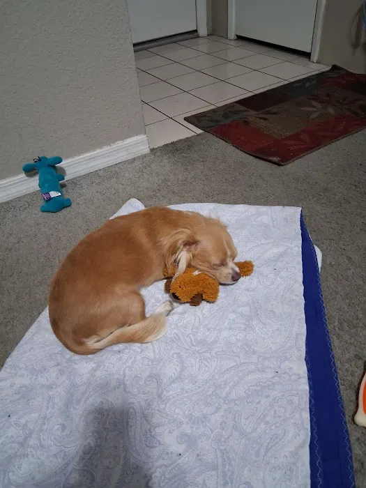 GoodVets Chandler Picture 6