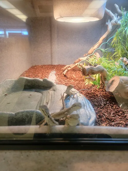 LLLReptile & Supply Chandler Picture 3