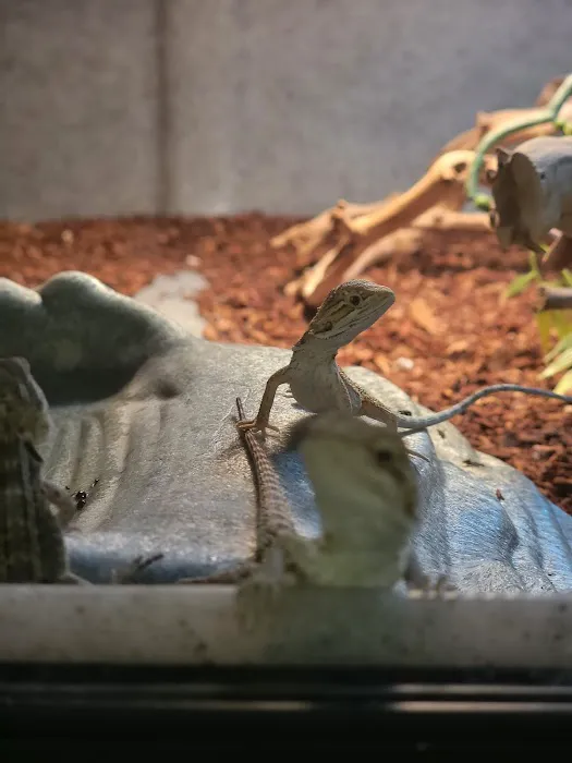 LLLReptile & Supply Chandler Picture 7