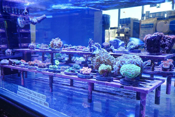 Artistic Aquariums, Inc Picture 5