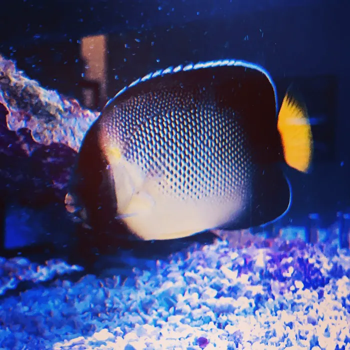 Artistic Aquariums, Inc Picture 7