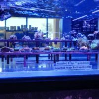 Artistic Aquariums, Inc ico