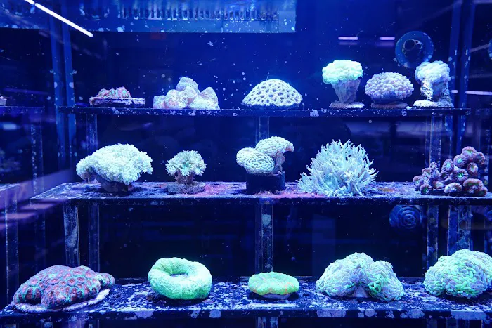 Artistic Aquariums, Inc Picture 10