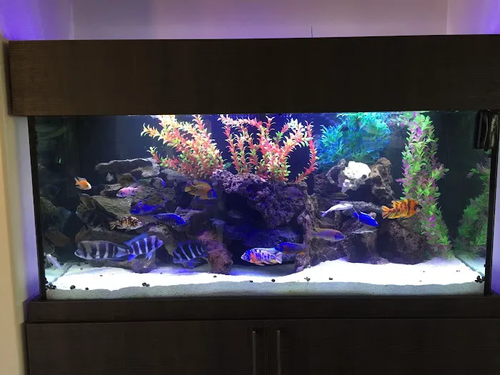 Artistic Aquariums, Inc Picture 4