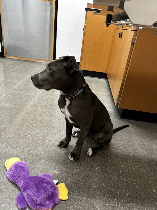PetSmart Veterinary Services - Buckeye (Sundance) Picture 6