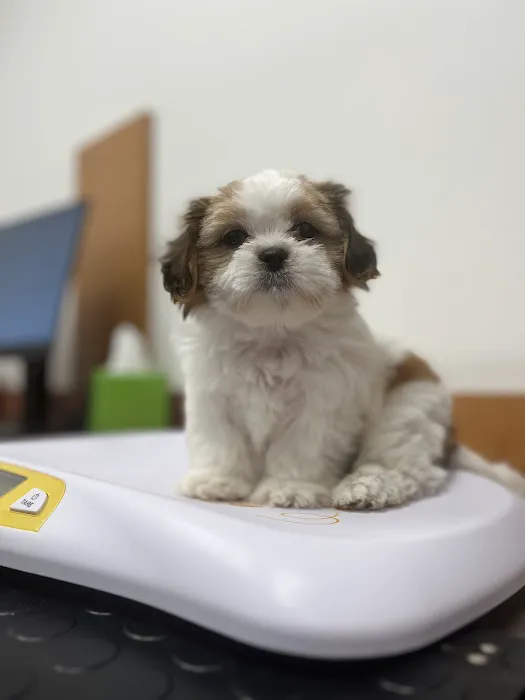PetSmart Veterinary Services - Buckeye (Sundance) Picture 1
