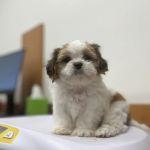 PetSmart Veterinary Services - Buckeye (Sundance)