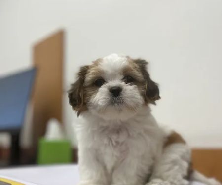 PetSmart Veterinary Services - Buckeye (Sundance)