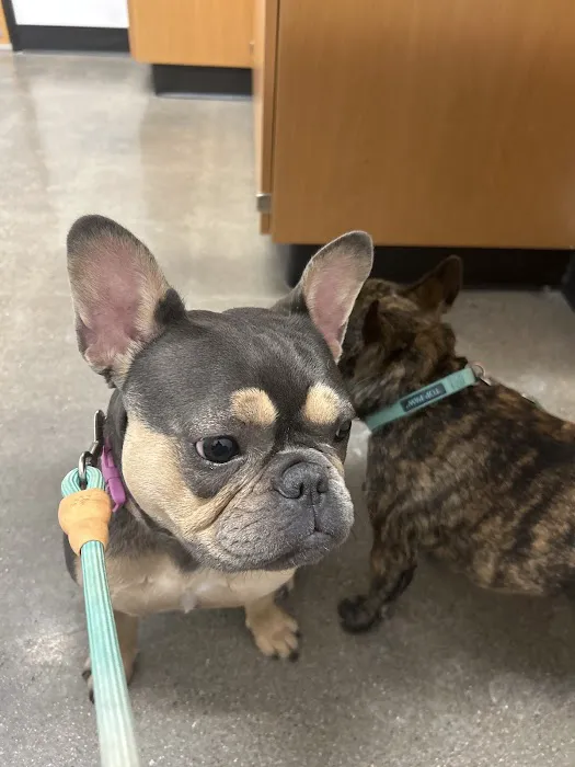 PetSmart Veterinary Services - Buckeye (Sundance) Picture 8