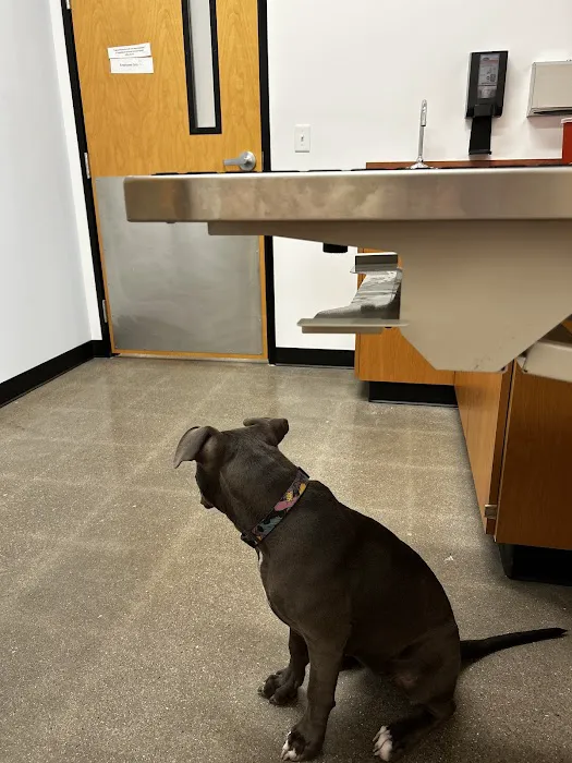 PetSmart Veterinary Services - Buckeye (Sundance) Picture 4