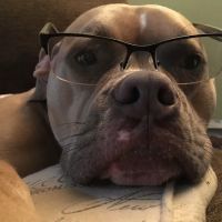 Lovet Pet Health Care - North Buckeye ico