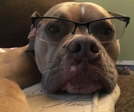 Lovet Pet Health Care - North Buckeye