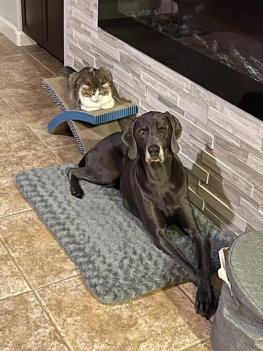Lovet Pet Health Care - North Buckeye Picture 2