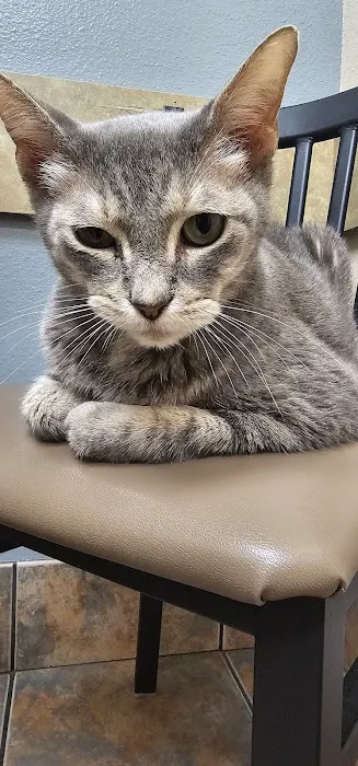 Lovet Pet Health Care - North Buckeye Picture 8
