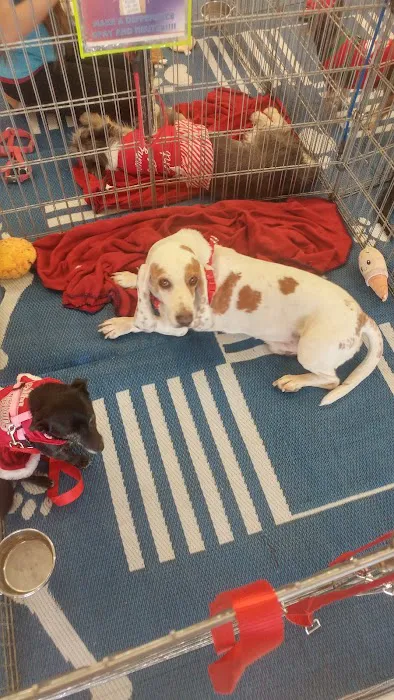 Petco Picture 7