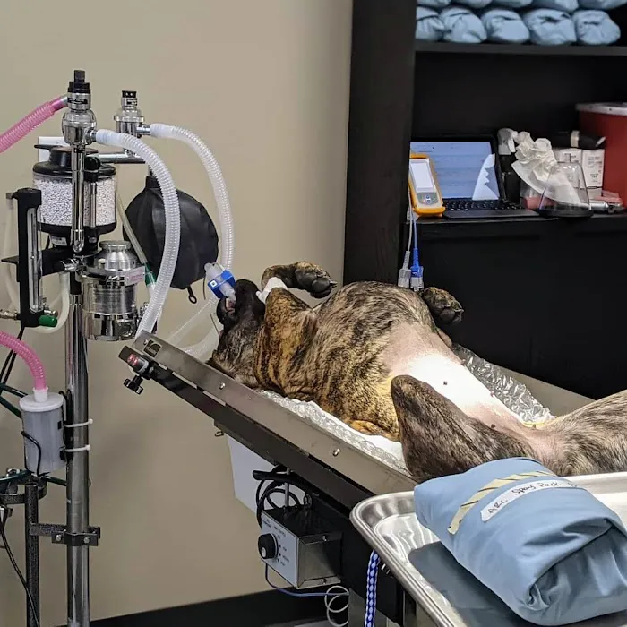SNiP Vet - Spay Neuter in Phoenix Picture 10