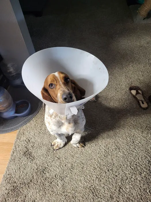 SNiP Vet - Spay Neuter in Phoenix Picture 8