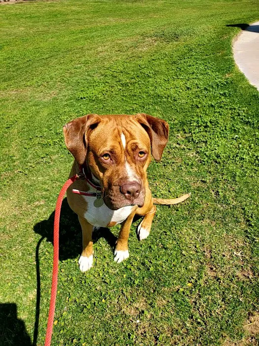 SNiP Vet - Spay Neuter in Phoenix Picture 9