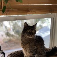 Lovet Pet Health Care - Norterra ico