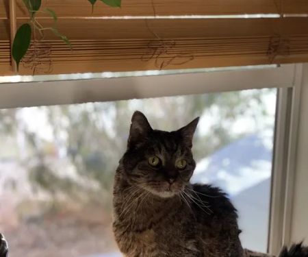Lovet Pet Health Care - Norterra