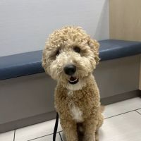 Stetson Hills Animal Hospital ico