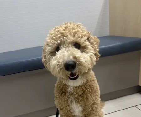 Stetson Hills Animal Hospital