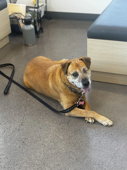 Eye Care for Animals - Phoenix Picture 1