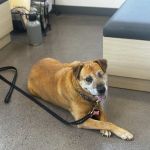 Eye Care for Animals - Phoenix