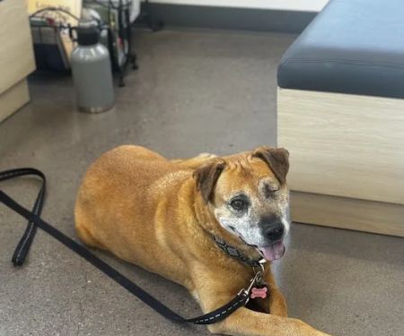 Eye Care for Animals - Phoenix